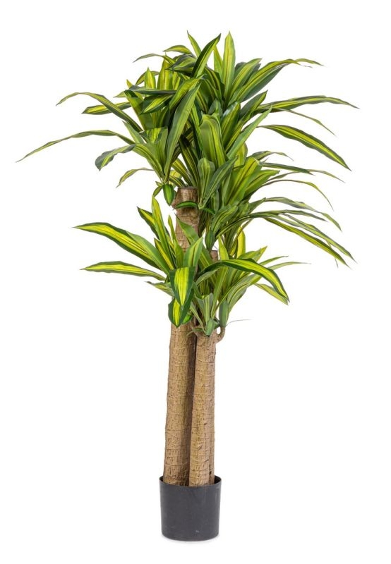 BIZZOTTO PIANTA DRACAENA C-VASO H150