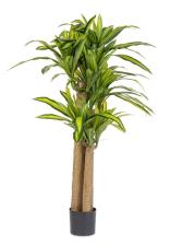 BIZZOTTO PIANTA DRACAENA C-VASO H150
