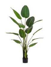 BIZZOTTO PIANTA STRELITZIA C-VASO 13FOGLIE H185