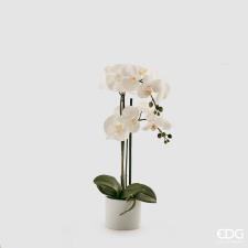 EDG Enzo De Gasperi ORCHIDEA PHALAENOPSIS PIANTA X 2 CON VASO H 55 CM